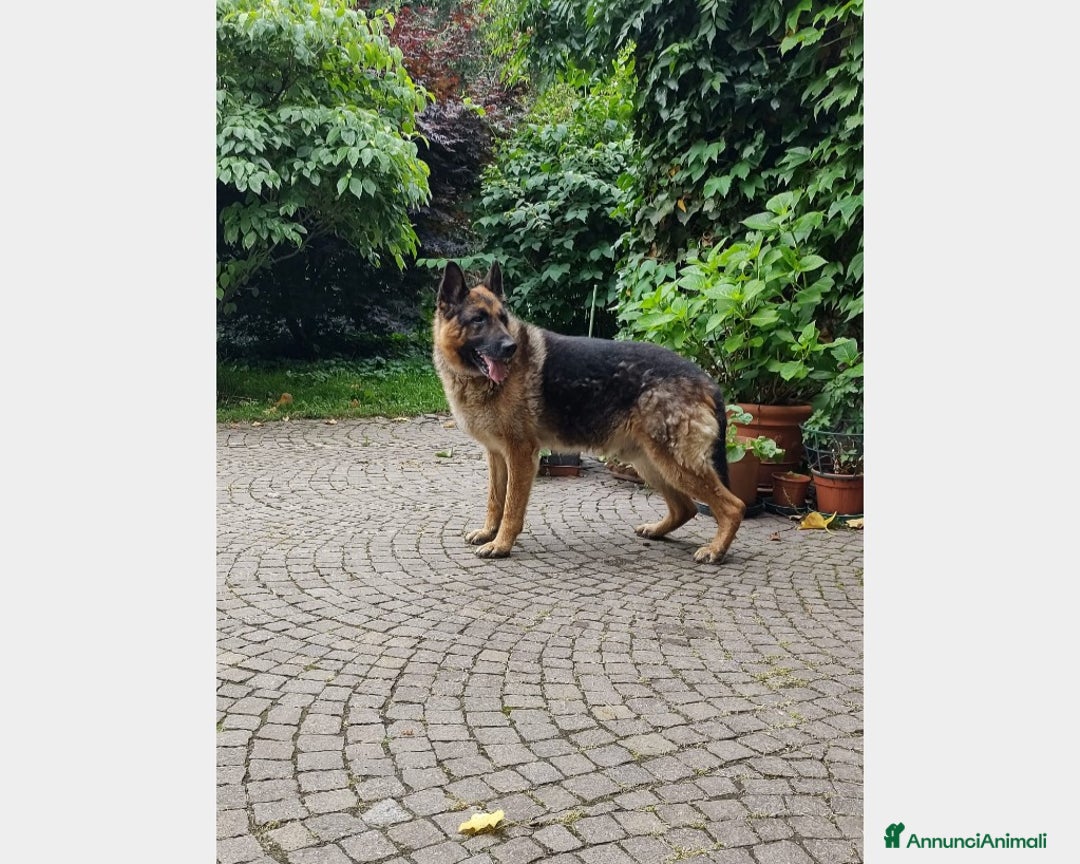 Pastore Tedesco cani in regalo: Pastore Tedes a catena e denutrito!SALVATO!PAVIA a Milano - Annuncio 3