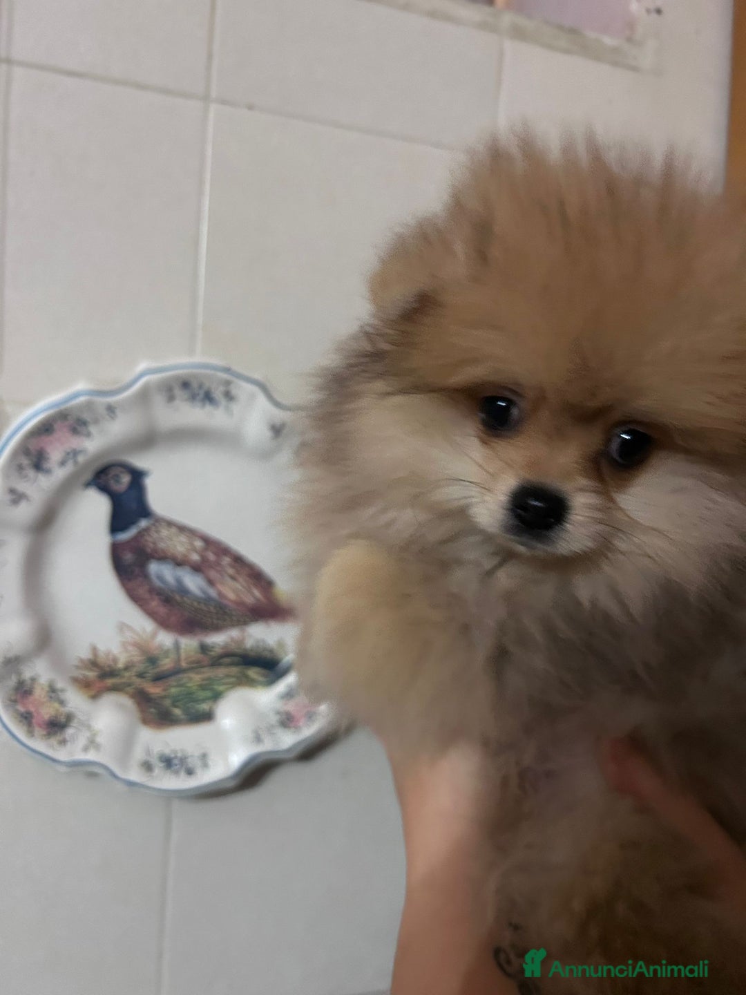Volpino Pomerania cani in vendita: Cucciolo di pomerania  - Annuncio 8
