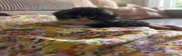 Scottish gatti in vendita: Cuccioli Scottish Fold  - Annuncio 2