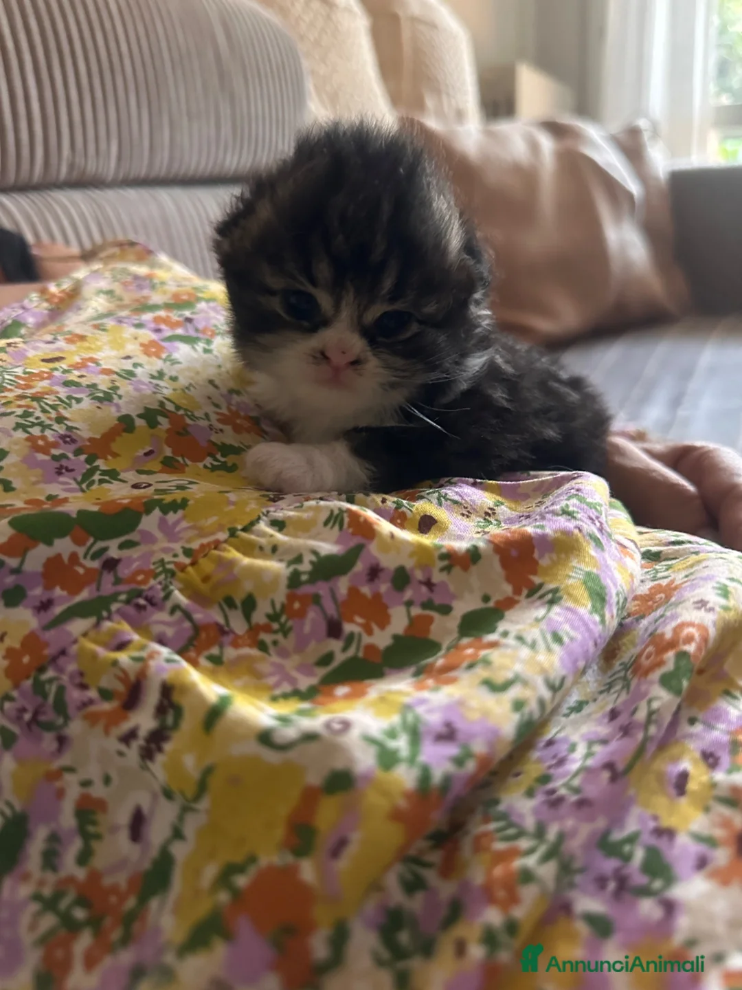 Scottish gatti in vendita: Cuccioli Scottish Fold  - Annuncio 2
