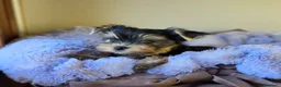 Yorkshire cani in vendita: Cuccioli di Yorkshire Terrier  - Annuncio 7
