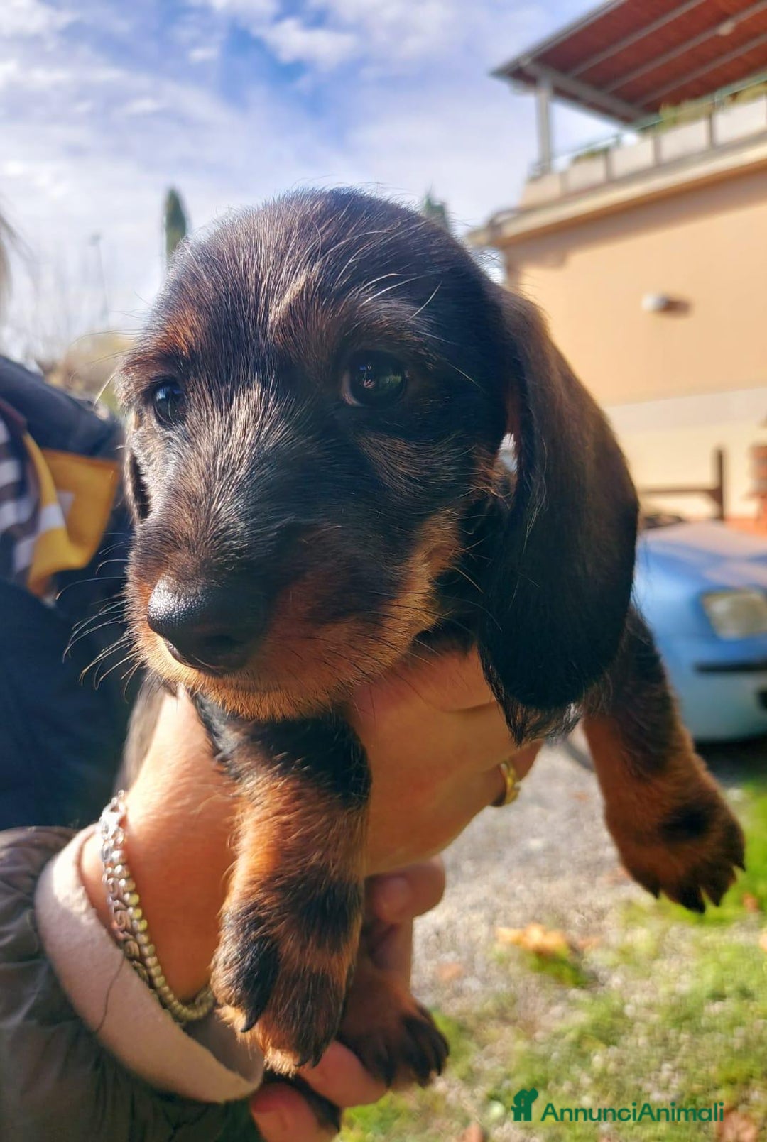 Bassotto cani in vendita: Bassotto Tedesco Nano a Pelo Duro - Annuncio 2