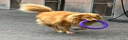 Meticcio cani in regalo: DIOR CAGNOLINO FULVO - Annuncio 4