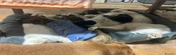 Meticcio cani in regalo: 3mesi mix Maremmani saliti a MODENA - Annuncio 7
