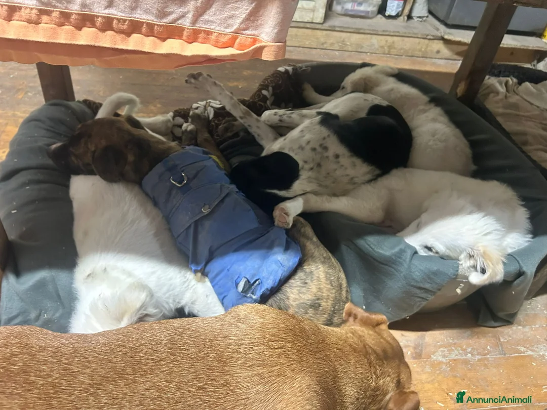 Meticcio cani in regalo: 3mesi mix Maremmani saliti a MODENA - Annuncio 7