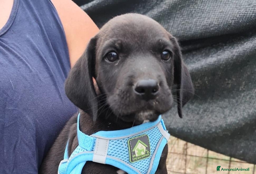 Meticcio cani SESTO spettacolare cucciolo di 2 mesi ❤ - Annuncio 36