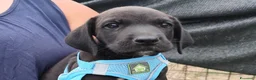 Meticcio cani in regalo: SESTO spettacolare cucciolo di 2 mesi ❤ - Annuncio 1