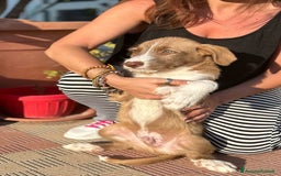 Meticcio cani in regalo: Stefano, Nicola & Giacomo, 3 mesi a Provincia di Bergamo - Immagine 17