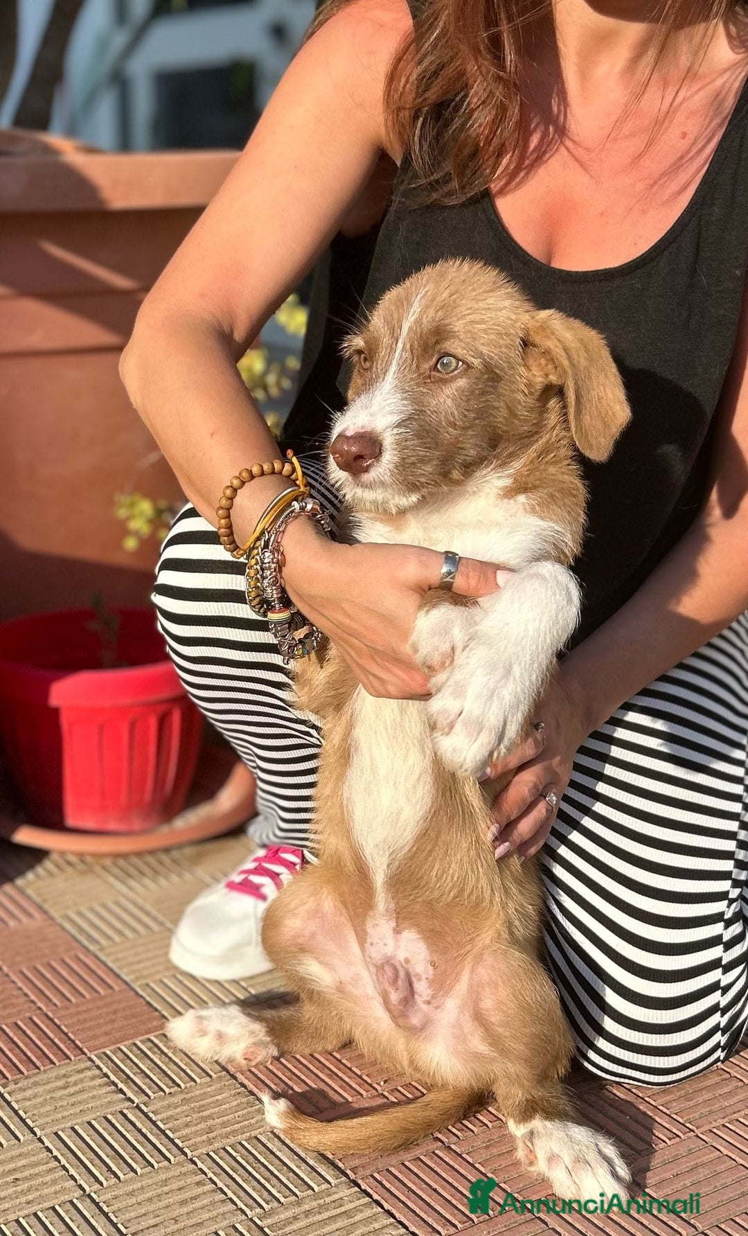 Meticcio cani in regalo: Stefano, Nicola & Giacomo, 3 mesi a Provincia di Bergamo - Immagine 17