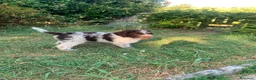 Lagotto cani in vendita: Leo & jack  - Annuncio 5