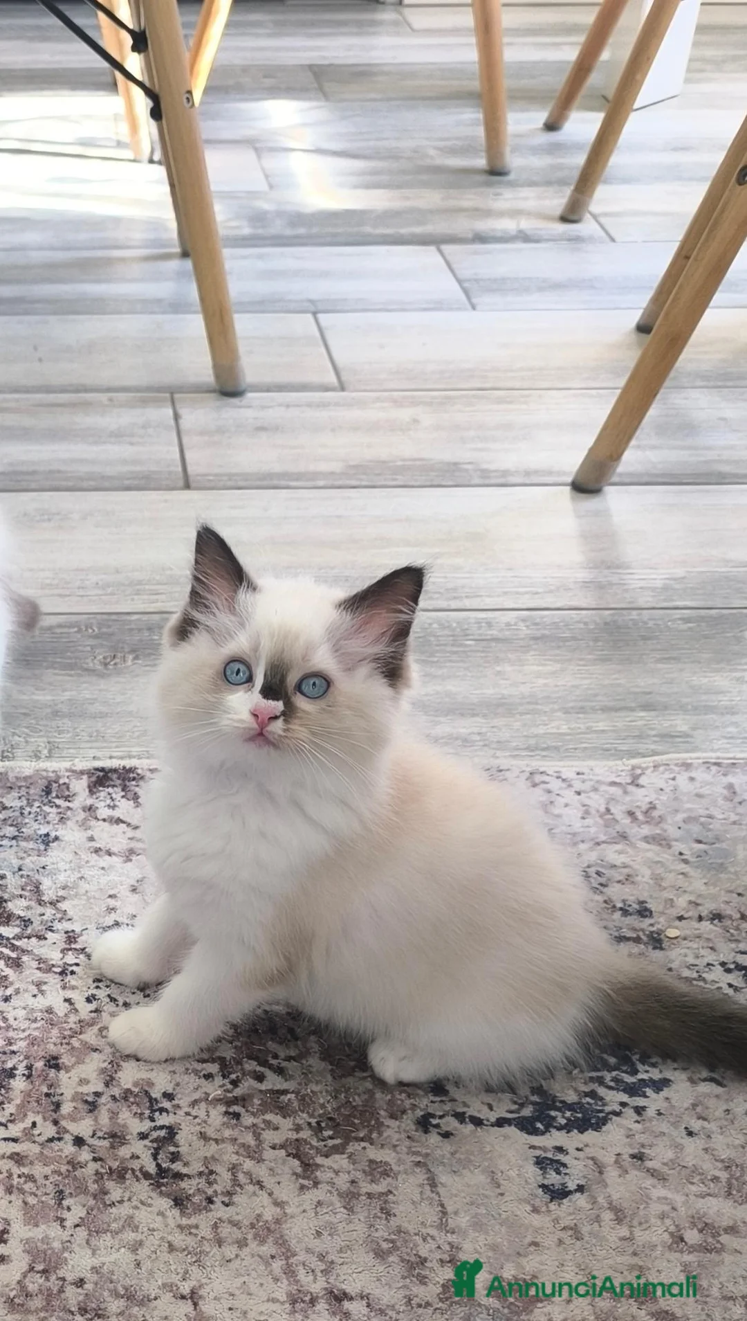 Ragdoll gatti in vendita: Cuccioli di Ragdoll con pedigree enfi - Annuncio 2