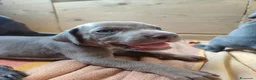 Weimaraner cani in vendita: Weimaraner cuciolli  - Annuncio 3