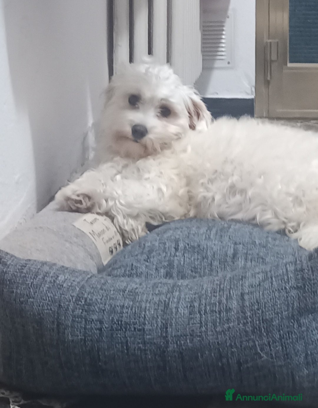 Maltese cani in vendita: Maltese cuccioli maschi genitori pedigree ENCI  - Annuncio 3