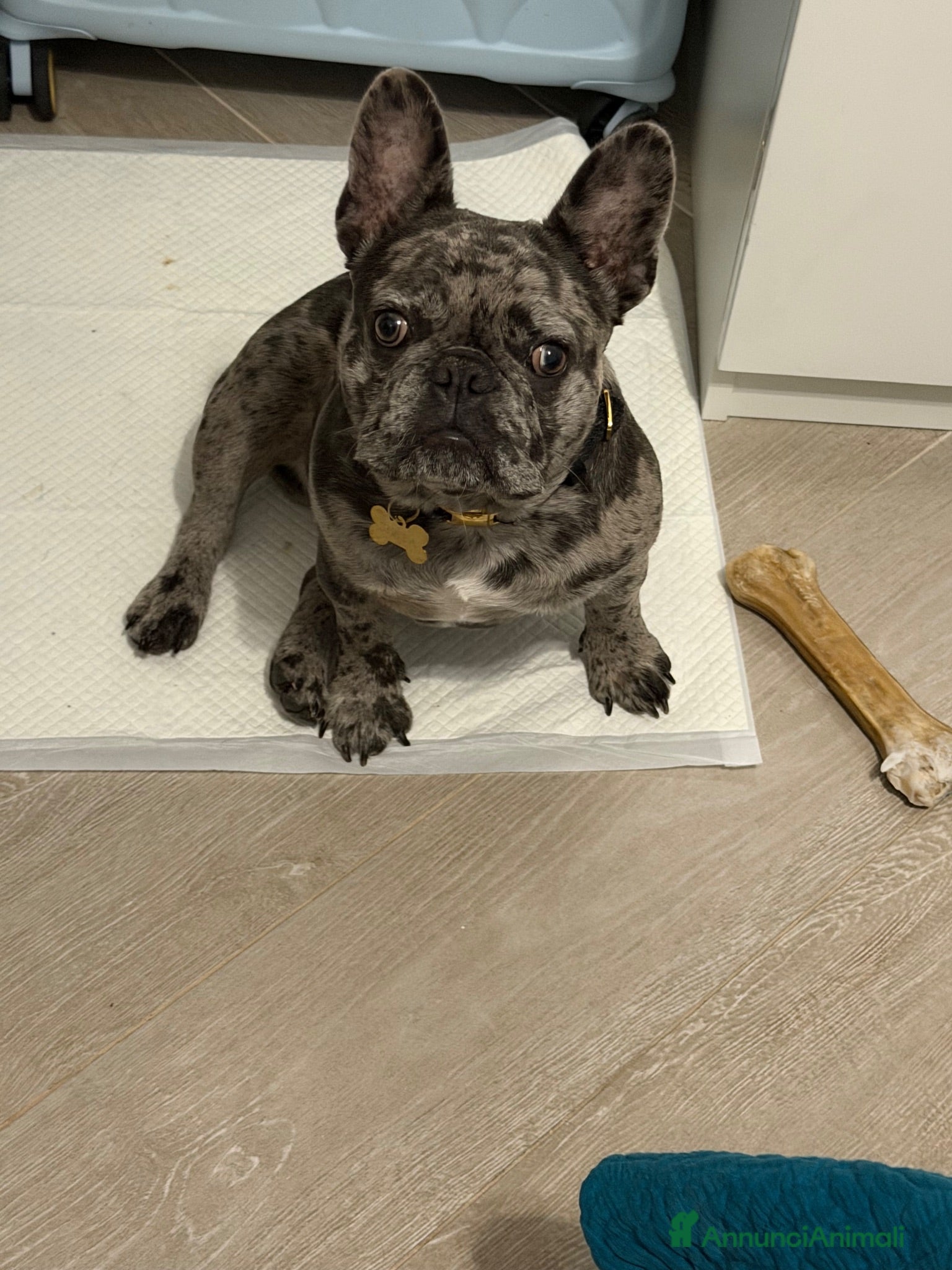 Bulldog Francese cani Bulldog francése blue merle - Annuncio 7