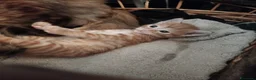Meticcio gatti in regalo: Gatti - Annuncio 1