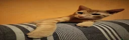 Meticcio gatti in regalo: 6 mesi, sano, ok cani e gatti  - Annuncio 7