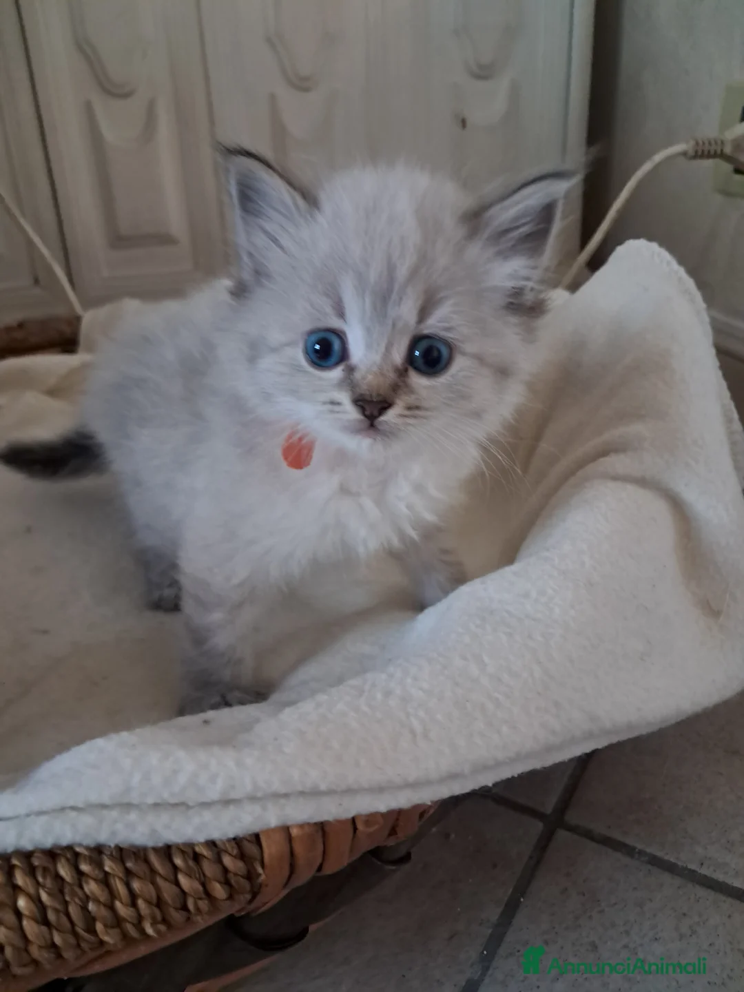 Siberiano gatti in vendita: Cucciola Siberiana neva  - Annuncio 3