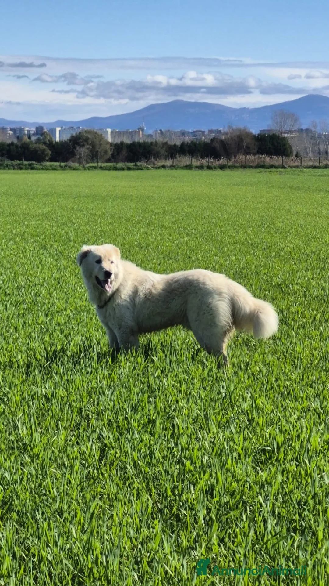Pastore Maremmano cani in regalo: Pastore maremmano  - Annuncio 2