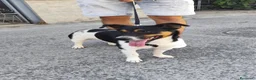 Meticcio cani in regalo: BOBBY mix jack Russell 3 anni - Annuncio 11