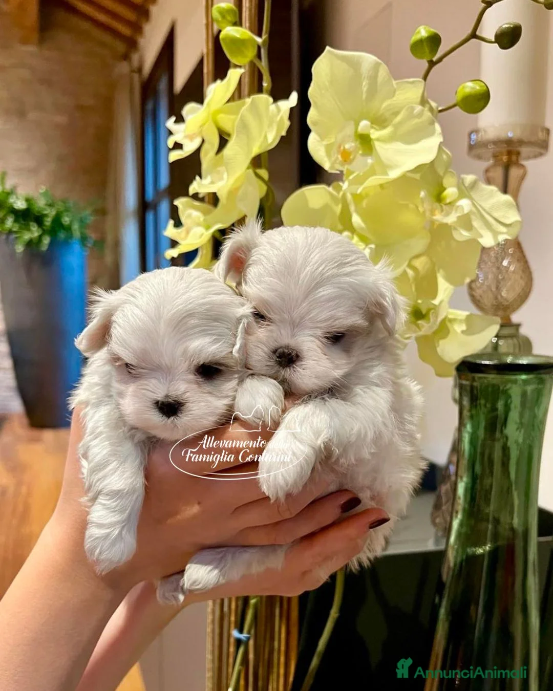 Maltese cani in vendita: CUCCIOLI MALTESI CON PEDIGREE ENCI - Annuncio 3