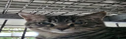 Altre razze gatti in regalo: CERCA CASA 🏡  - Annuncio 2