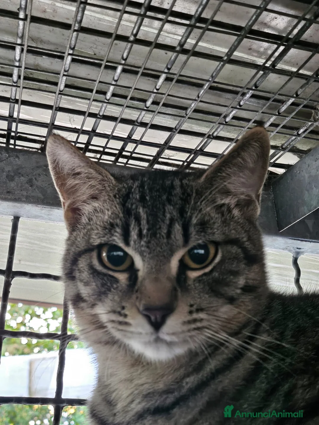 Altre razze gatti in regalo: CERCA CASA 🏡  - Annuncio 2