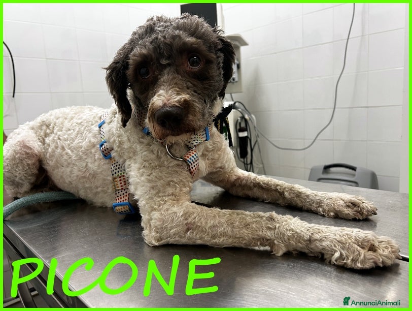 Lagotto cani PICONE, SIMIL LAGOTTINO 2 ANNI, RECUPERATO LEGATO  a Città metropolitana di Milano - Annuncio 2