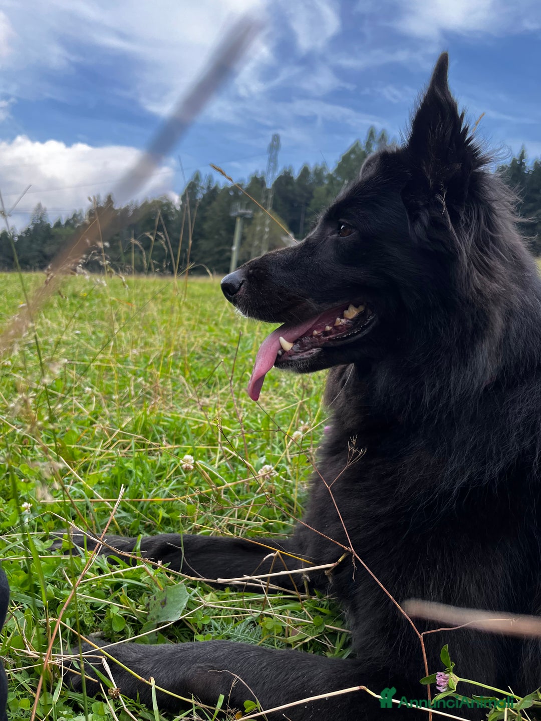 Pastore Belga cani in regalo: Coco incrocio pastore belga cerca casa 🏠  - Annuncio 2