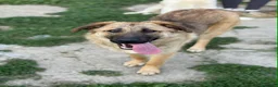 Pastore Tedesco cani in regalo: ANNIE, cucciola mix PASTORE TEDESCO! Dolcissima - Annuncio 8