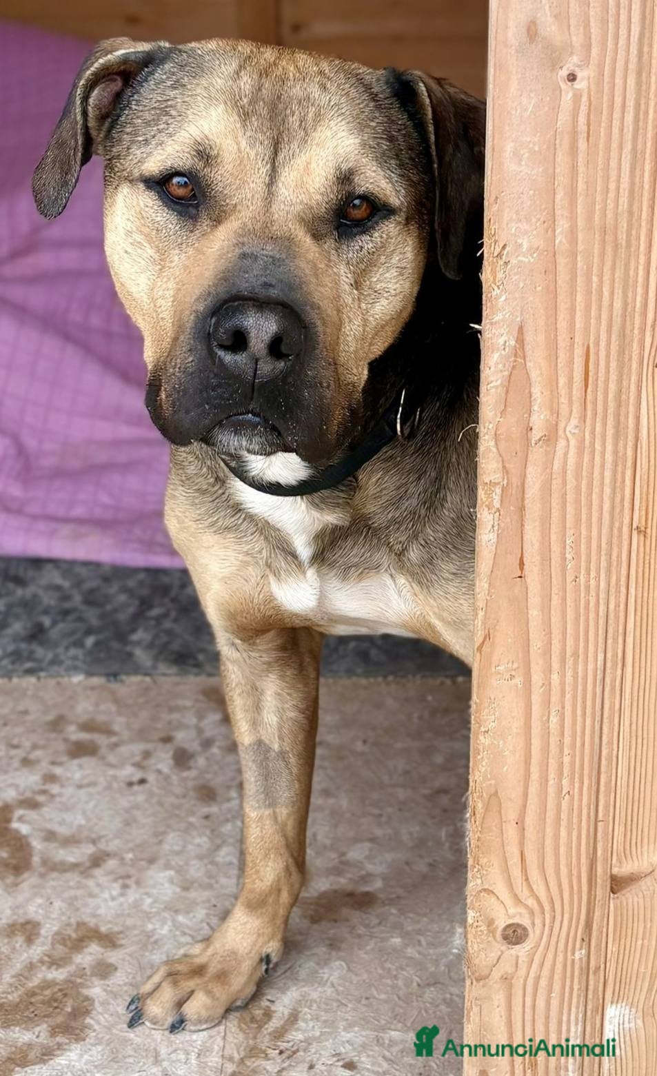 Meticcio cani Una casa per un cane meraviglioso - Annuncio 1