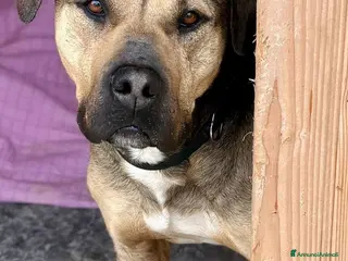 Meticcio cani Una casa per un cane meraviglioso - Annuncio 1