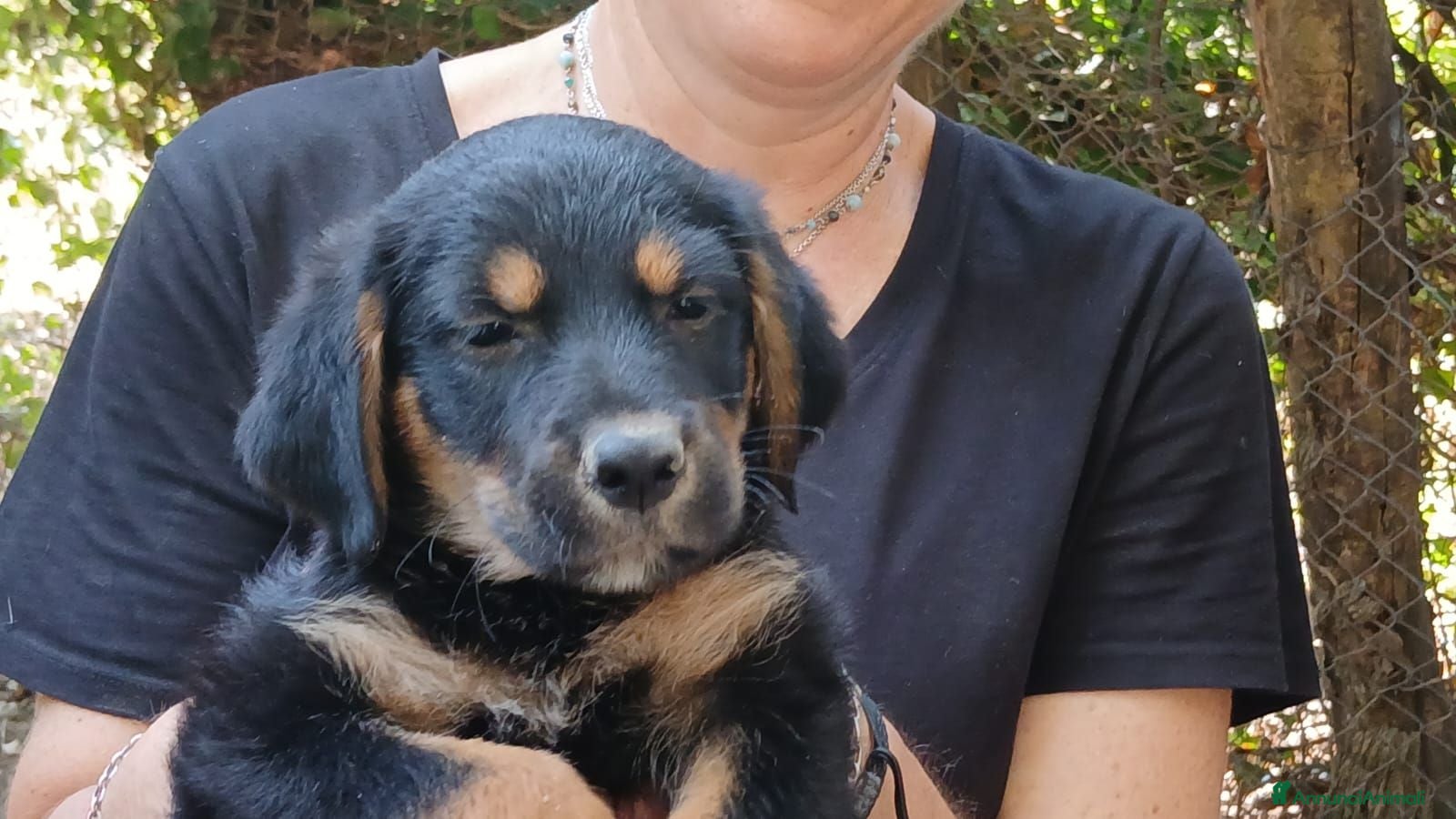 Meticcio cani IL DOLCISSIMO MAIKO TI STA ASPETTANDO, IN ADOZIONE - Annuncio 7