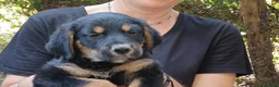 Meticcio cani in regalo: IL DOLCISSIMO MAIKO TI STA ASPETTANDO, IN ADOZIONE - Annuncio 1