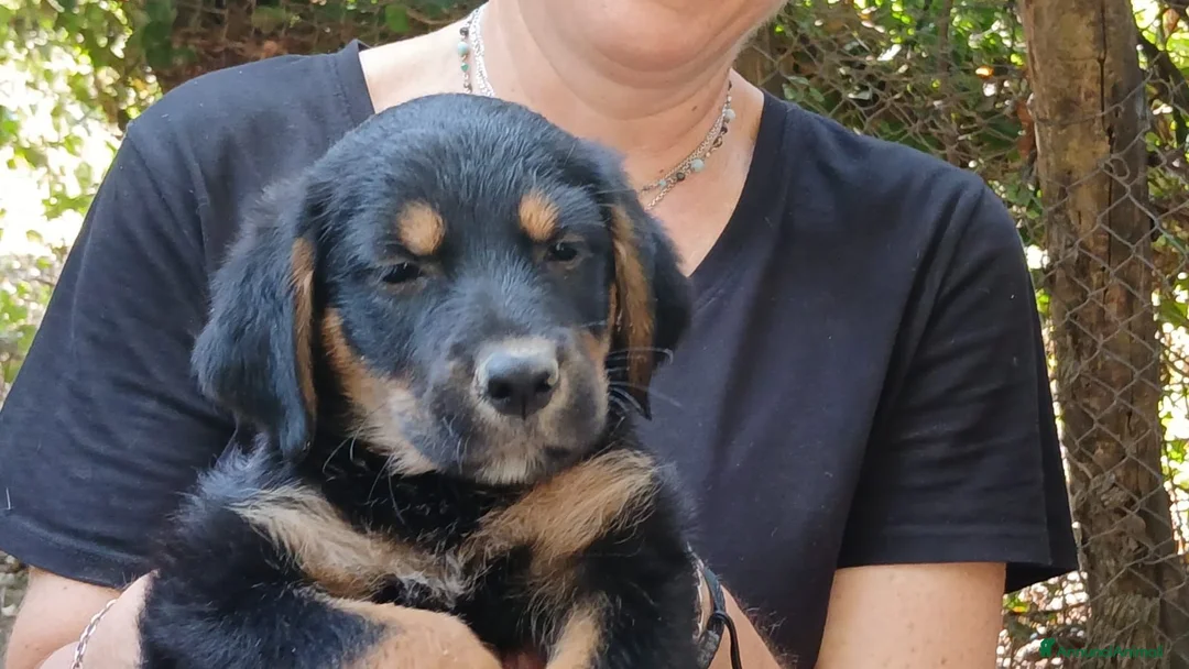 Meticcio cani in regalo: IL DOLCISSIMO MAIKO TI STA ASPETTANDO, IN ADOZIONE - Annuncio 1