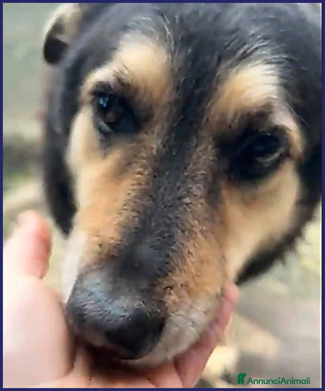 Meticcio cani in regalo: ADOZ D'AMORE X PONCHO 8 ANNI E MEZZO IN CANILE DA a Genova - Annuncio 9