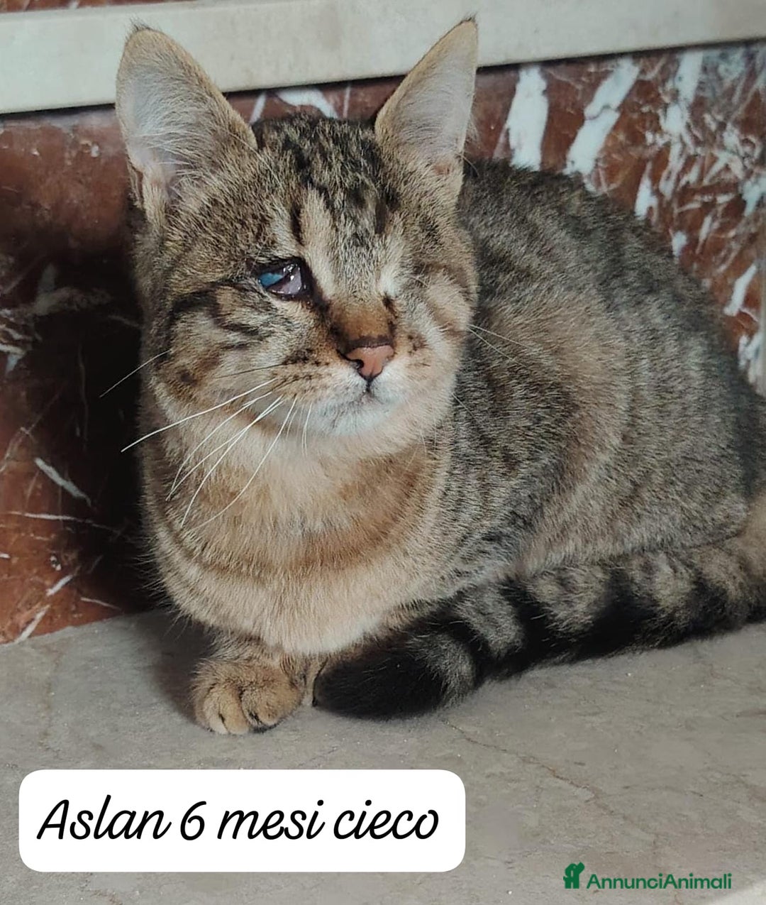 Europeo gatti in regalo: S.o.s. gattini da salvare  - Annuncio 5