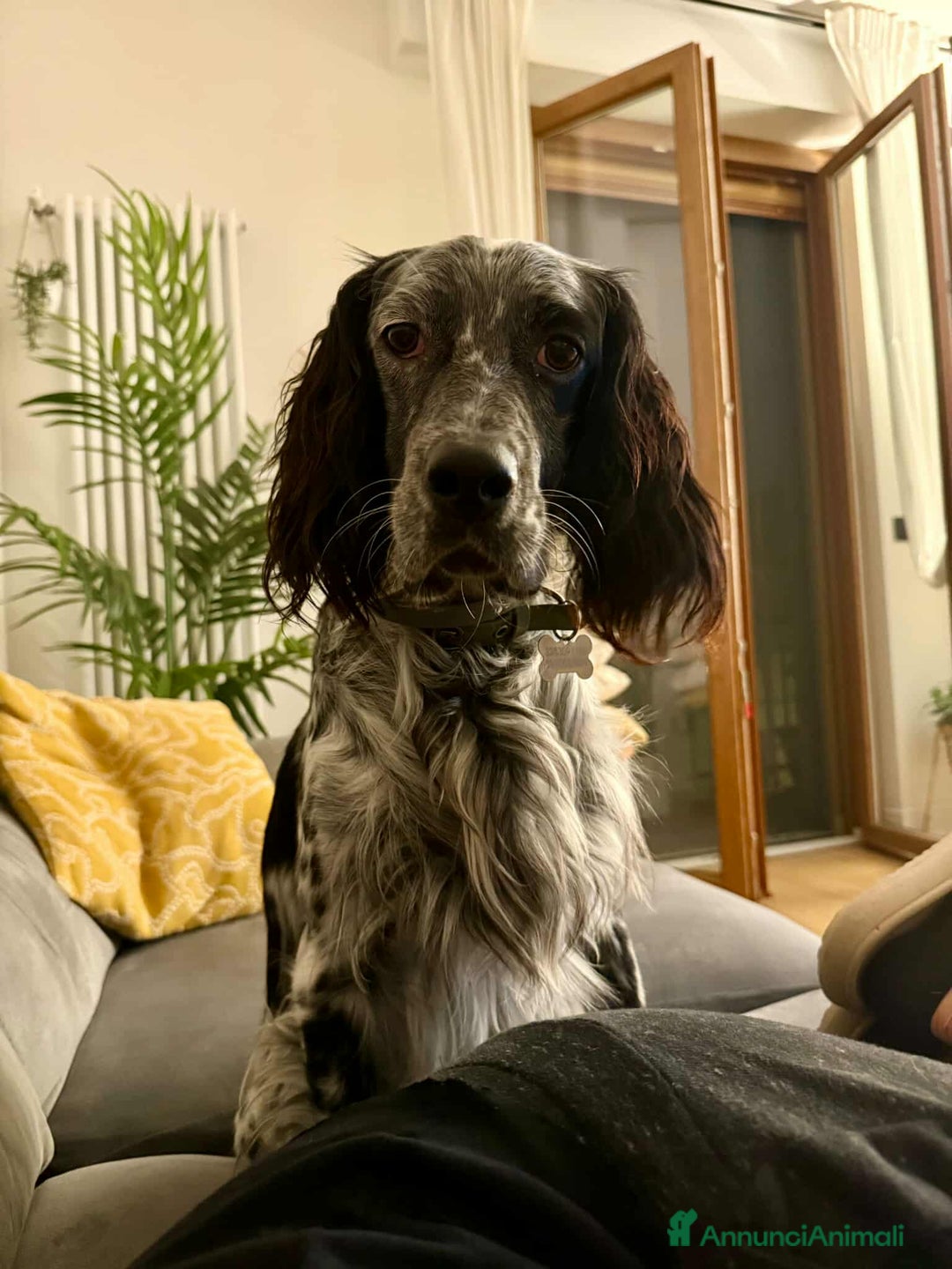 Setter Inglese cani in regalo: GINO, simpaticissimo SETTER INGLESE! - Annuncio 7