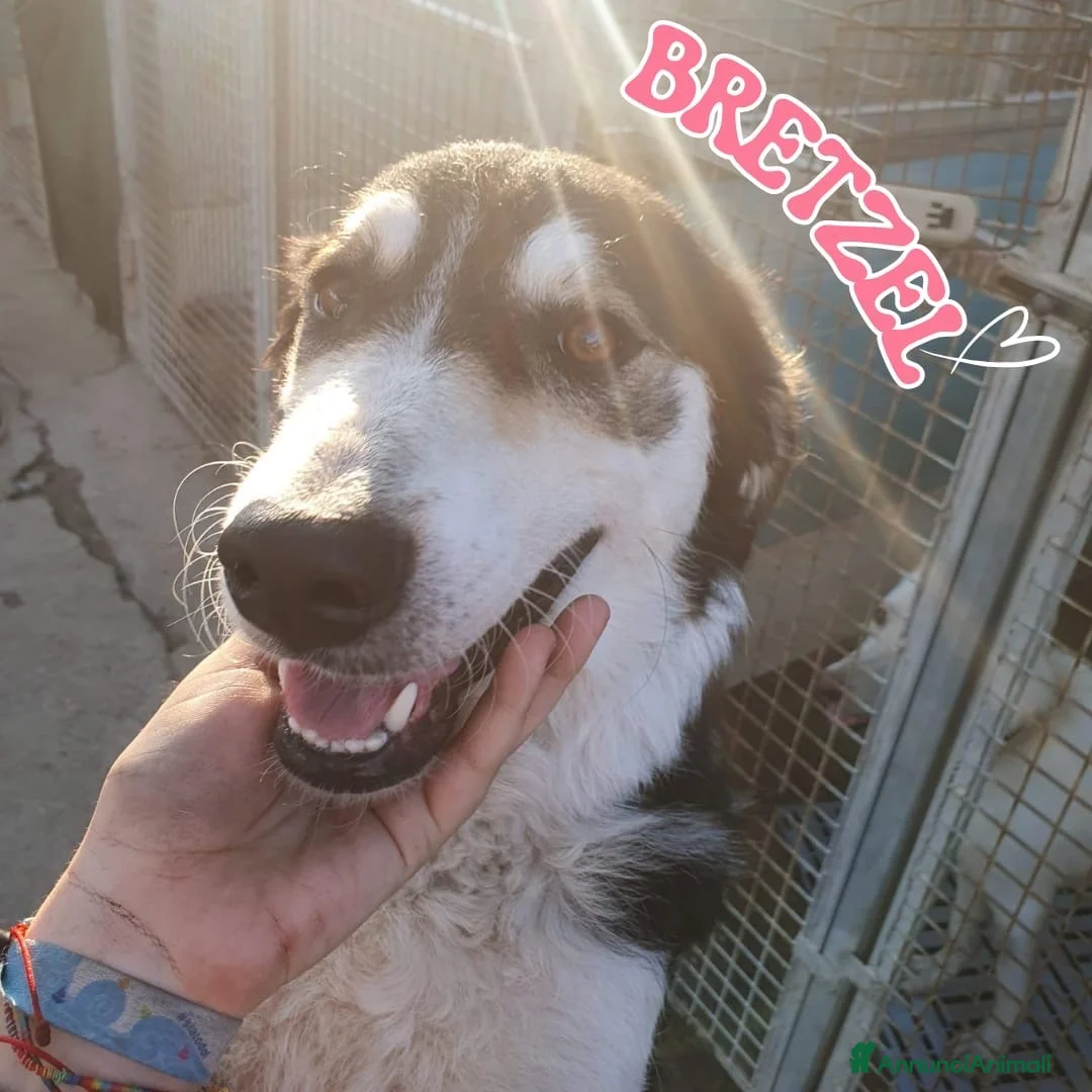 Meticcio cani in regalo: BRETZEL 💖 la felicità la sta ancora aspettando a Provincia di Pisa - Annuncio 1