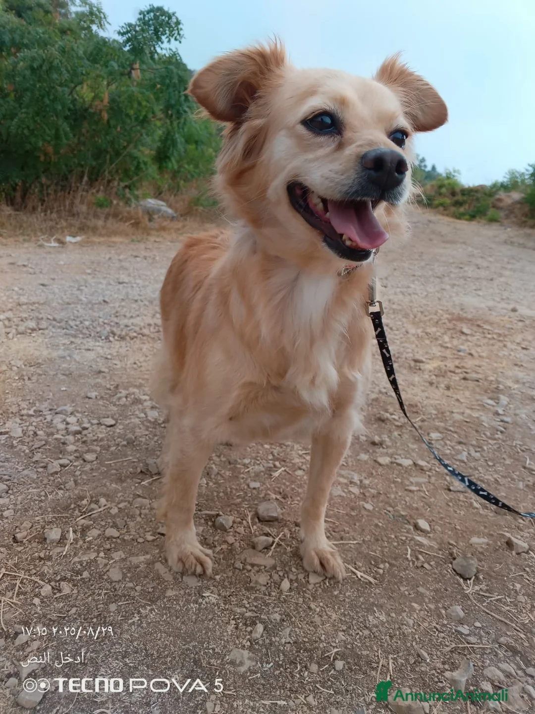 Meticcio cani in regalo: Najma, una dolce e tenera meticcia - Annuncio 4