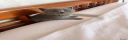 Scottish gatti in vendita: Gattini schottish  - Annuncio 4