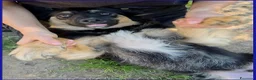 Meticcio cani in regalo: SEMOLINO CUCCIOLOTTO 6 MESI MIX BORDER - Annuncio 3
