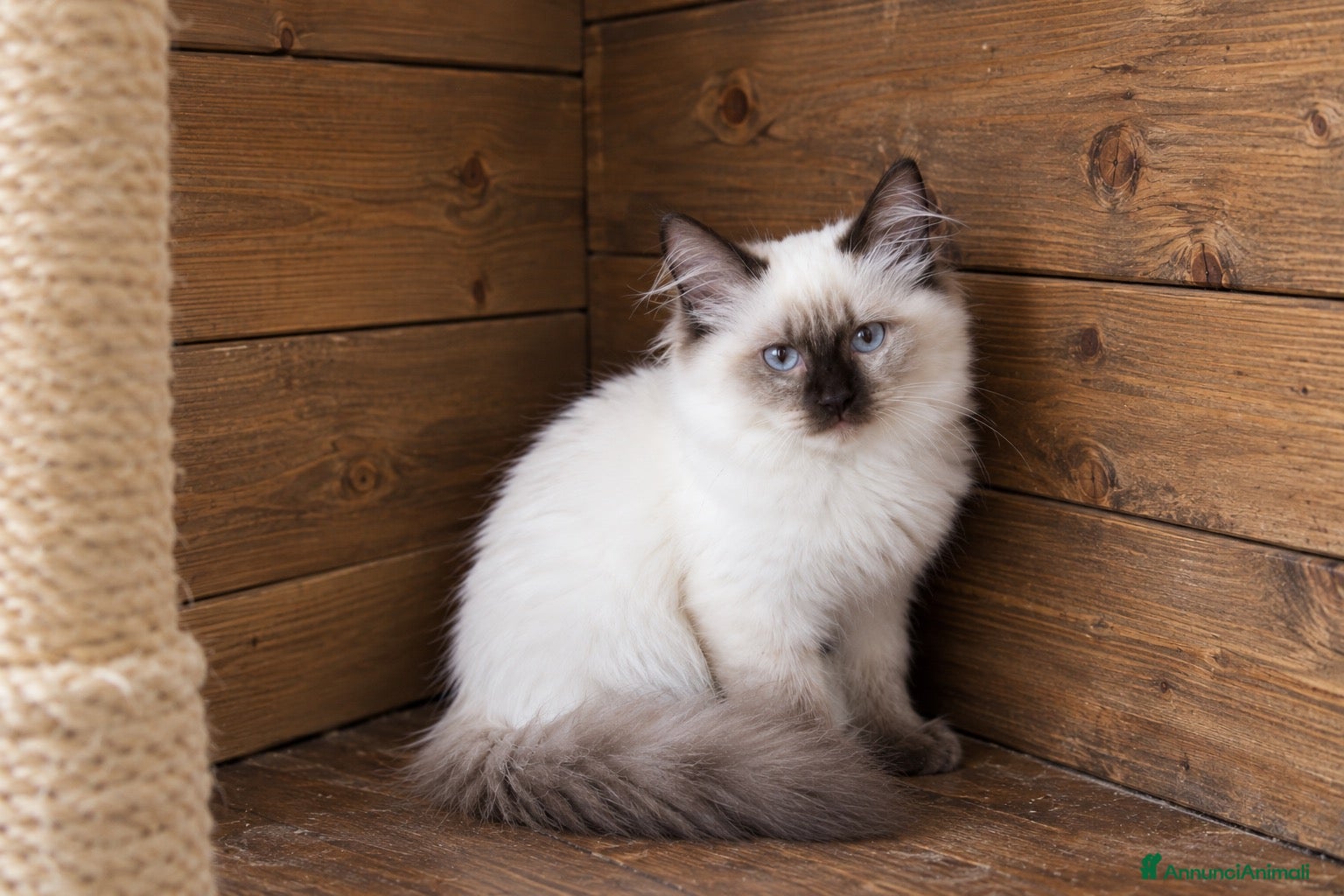 Ragdoll gatti Ragdoll Chocolate point - Annuncio 4