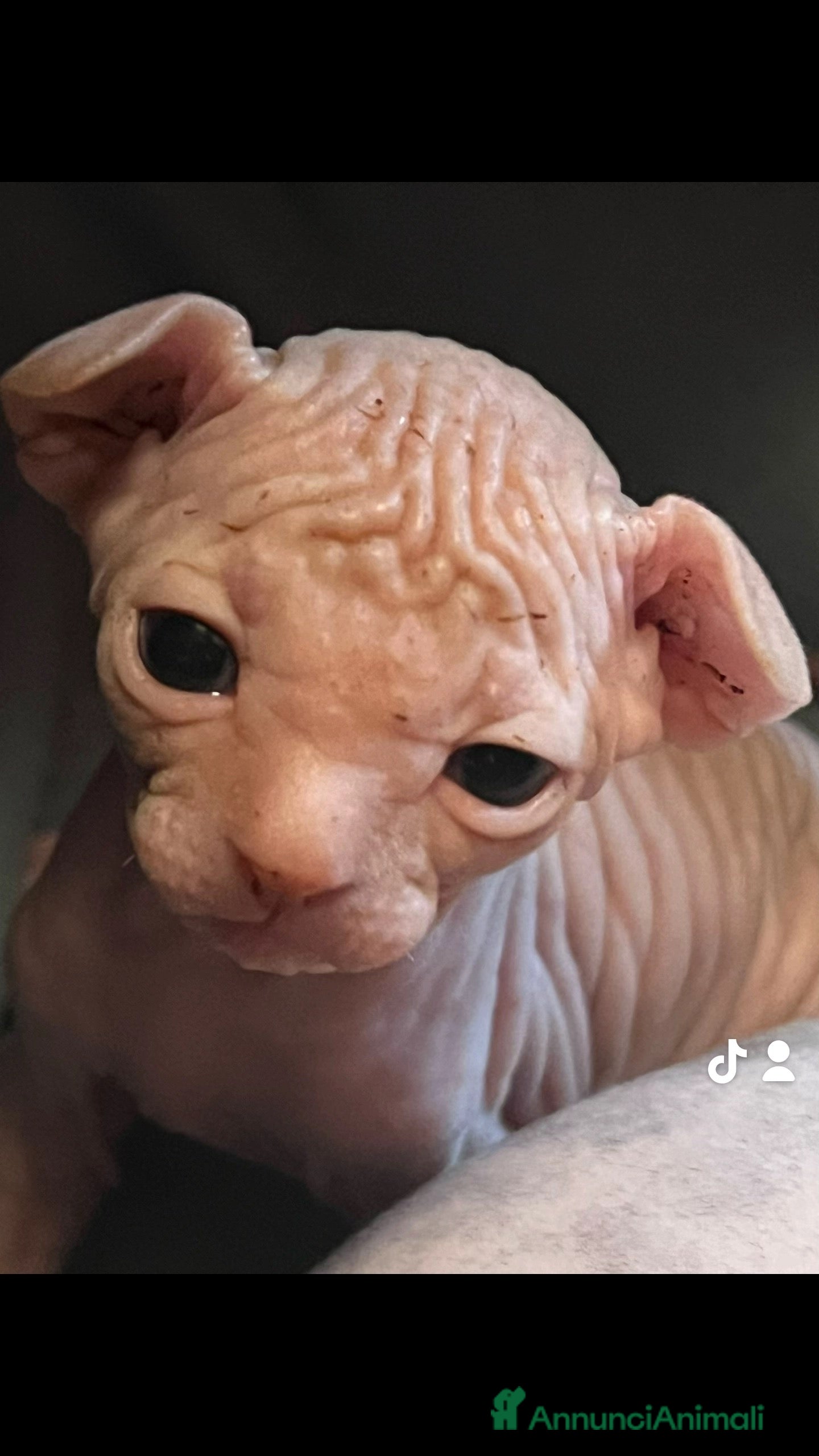 Sphynx gatti Sphynx a Città metropolitana di Roma Capitale - Annuncio 13