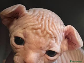 Sphynx gatti Sphynx a Città metropolitana di Roma Capitale - Annuncio 18