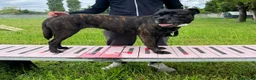 Meticcio cani in regalo: CHERRY BOXER - Annuncio 3