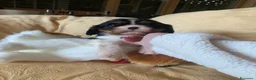 Cavalier King cani in vendita: Cuccioli di Cavalier King Charles Spaniel - Annuncio 9