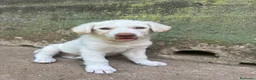 Meticcio cani in regalo: Lumi cerca casa 🏡 - Annuncio 10