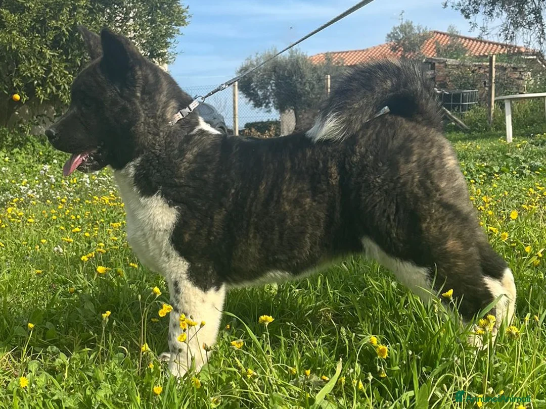 Akita Americano cani in vendita: AKITA AMERICANO  - Annuncio 1