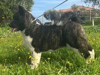 Akita Americano cani AKITA AMERICANO a Provincia di Chieti - Annuncio 3