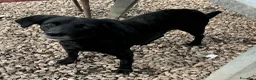 Meticcio cani in regalo: Monica 3 anni Taglia piccola  - Annuncio 4